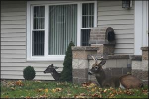 A doe and buck watch cars go by in the front yard of a house on Ford Street in Maumee. Though several motorists slowed down to look at the animals, the deer seemed to be unfazed by the attention.