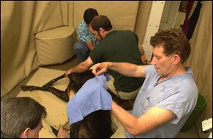 Former Toledo Zoo veterinarian Dr. Tim Reichard, shown operating on an animal in 2000, has reached a settlement with the Zoo’s board of directors over his firing earlier this year.