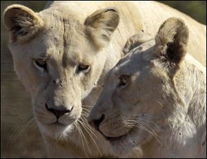 The lions that roam Africa's savannahs have lost as much as 75 percent of their habitat in the last 50 years.