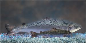 AquaBounty Technologies shows two same-age salmon, a genetically modified salmon, rear, and a non-genetically modified salmon, foreground. 