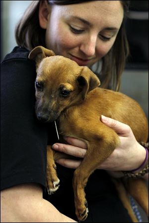 Laura Simmons of the Lucas County Dog Warden's Office holds Cindy Lou Who, a 3-month old terrier before her surgery for a fractured leg. She will need 6-to-8 weeks to heal.