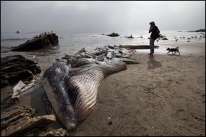 A woman walks her dog past a dead young male fin whale that washed up Monday between the Paradise Cove and Point Dume areas of Malibu, Calif. on Thursday.