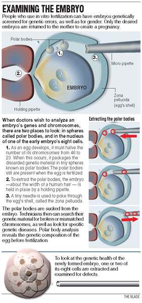 10-25-04-Examining-the-Embryo-graphic