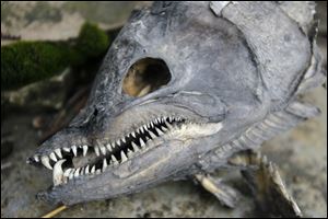 An exotic fish with long fangs found by Dave Knepper along the Maumee River behind his house lies on the spot it was discovered on Friday. Knepper also found the remains of a red-tail hawk, below. The hawk’s band is from Maryland.