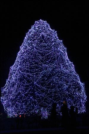 The 85-foot Norway spruce that’s part of the Lights Before Christmas event in the Toledo Zoo was honored for the whimsical ‘weblike designs’ of the draping of its lights. The Rockefeller Center tree in New York placed first, followed by the National Christmas Tree in Washington.