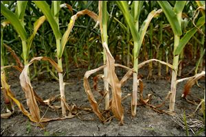 Stalks of corn along North Fostoria Road near Woodville, Ohio wilted in the intense summer heat as the area joined the rest of the nation in a drought.