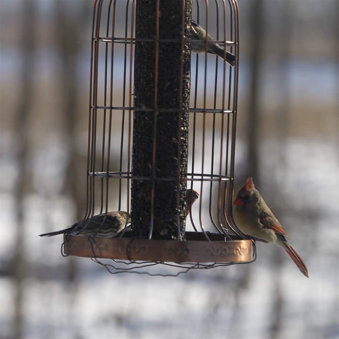 The-female-cardinal-bottom-right