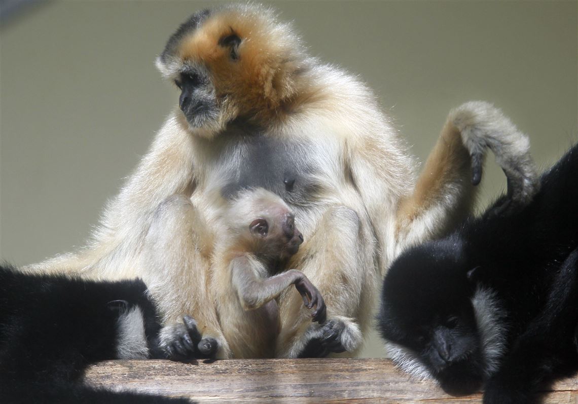 Gibbon born at the Toledo Zoo | The Blade