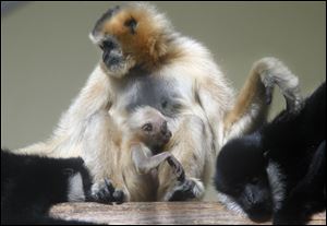 A gibbon is held by its mother, Hue, during its first day of public display at the Toledo Zoo. The young gibbon has not yet been named because its sex has not been determined.  At left is Quon, the young gibbon's brother. The father, Batu, is at right.