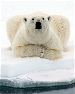 A polar bear watches a whaling crew photographing the animal near Barrow, Alaska. There was record Arctic melting last year.