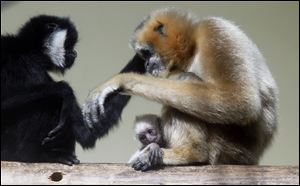 A baby gibbon is cuddled by its mother, Hue, during its first day of public display on Thursday at the Toledo Zoo.  The newborn’s gender hasn’t been determined. At left is Quon, a male sibling.