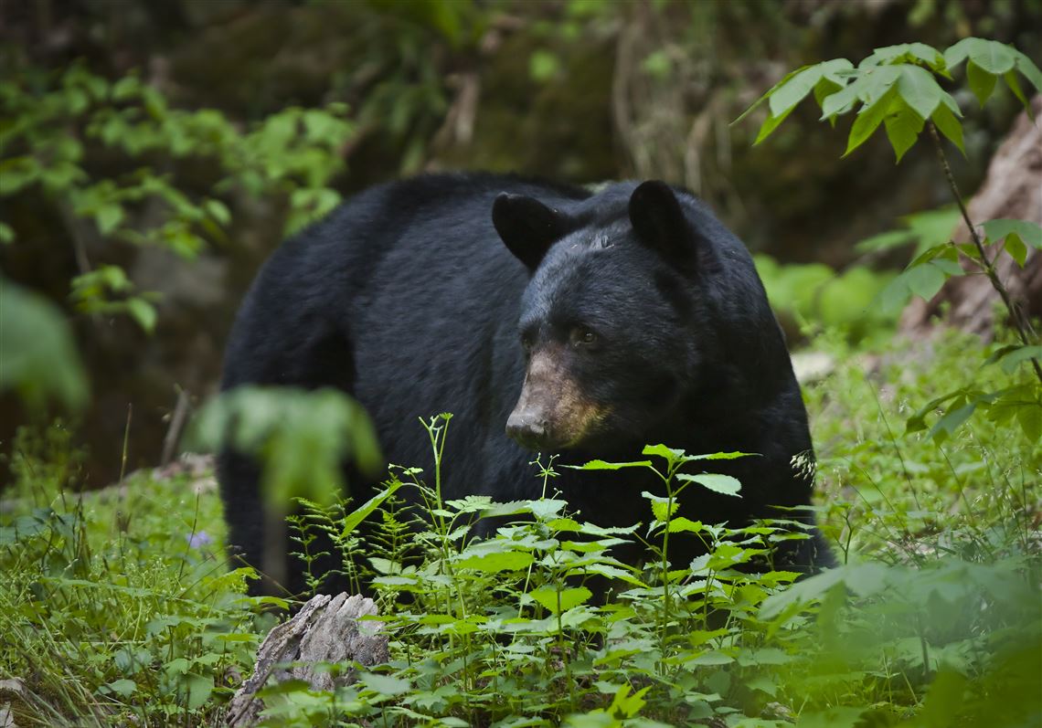 Black Bear cub litter may be a record