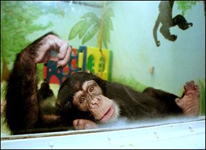 A chimpanzee at the Ohio State University animal laboratory, looks out from his play room.