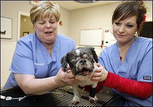 Dr. Jeanne Schmidlin, left, and veterinary tech Sarah Wright of Toledo Pet Farm comfort Stevie, a Shih Tzu who came into the Lucas County Dog Warden’s Office with severely infected eyes.