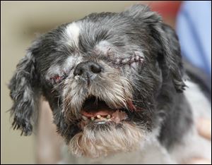 Veterinary tech Sarah Wright comforts Stevie, a Shih Tzu who came into the Lucas County Dog Warden with two severely infected eyes, after they were removed Thursday at Toledo Pet Farm.