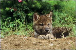 Michigan has designated the gray wolf as a game animal, but the group Keep Michigan Wolves Protected and others want residents to have their say.