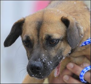 Madison, a female Beagle Terrier mix, pound #5051, is newly available for adoption at the Lucas County Dog Warden's office.