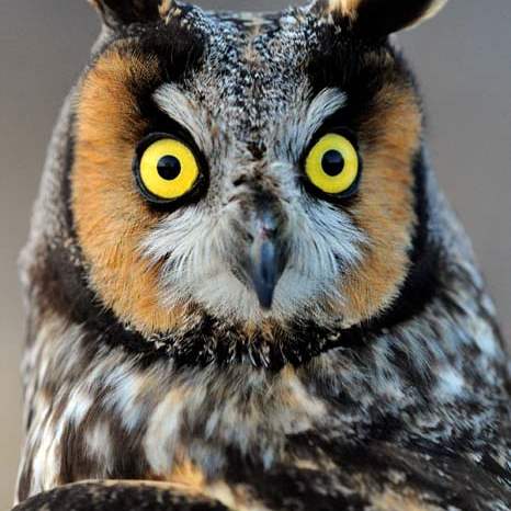 Owl-Long-eared-11-jpg