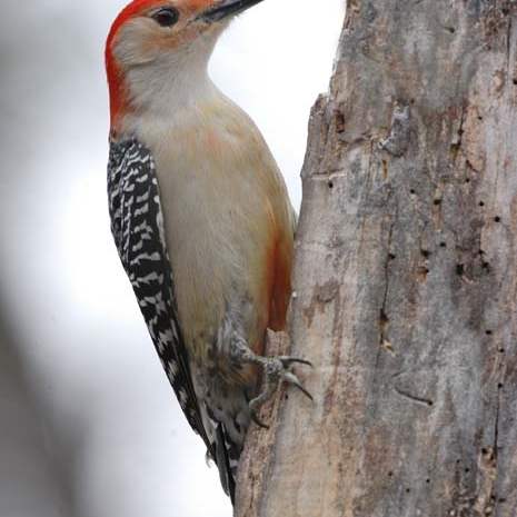 Woodpecker-Red-Bellied-male-54-jpg