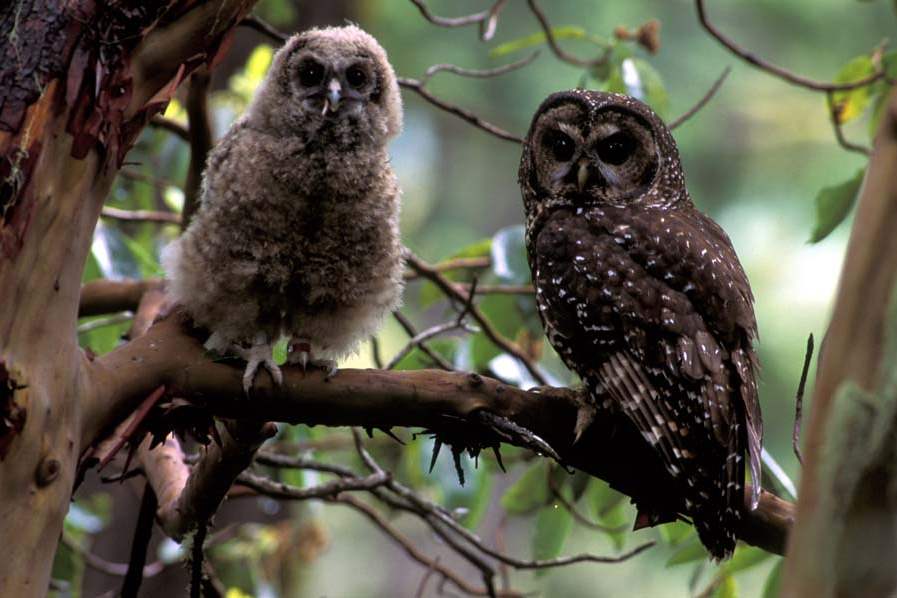 Spotted-owl-and-young-in-Oregon-jpg