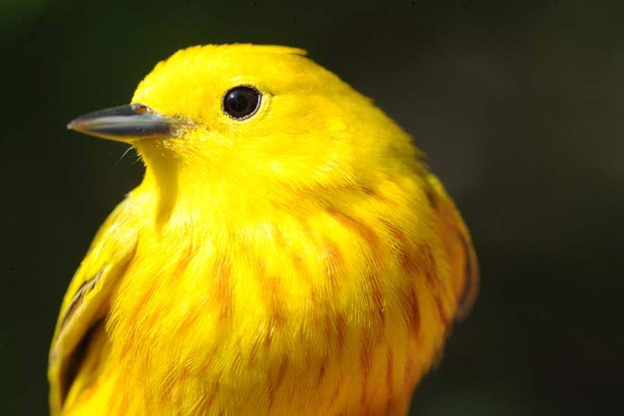 Warbler-yellow-male-jpg