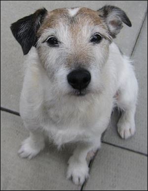 The Jack Russell terrier named Jack that swallowed 111 pennies.