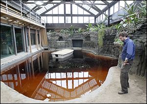 Alex DeBeukelaer, curator of graphic and exhibit design,  gazes at the crocodile exhibit under construction in March. 