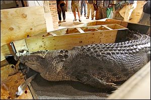 The killer crocodile — named Baru — arrives at the Toledo Zoo after a 30-hour plane trip and clearance by Customs and U.S. Fish and Wildlife officials. The creature is set to go on exhibit in May.