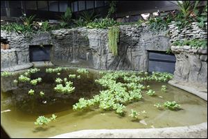 The new habitat for the zoo's 17 foot-long crocodile, Baru, is fully prepared. The crocodile arrived in Toledo Friday night after a series of flights.