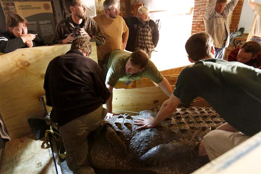 Crocodile-arrives-at-zoo