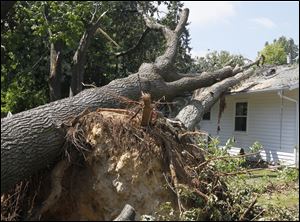 Uprooted trees have cut through a roof of a house in the 500 block of Favony Avenue in Holland. A storm swept through the area on Thursday, July 5 snapping trees, poles and power lines.