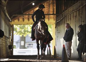 Kentucky Derby winner Orb, with exercise rider Jennifer Patterson aboard, walks in his barn past trainer Shug McGaughey at Belmont Park today after a workout in Elmont, N.Y.