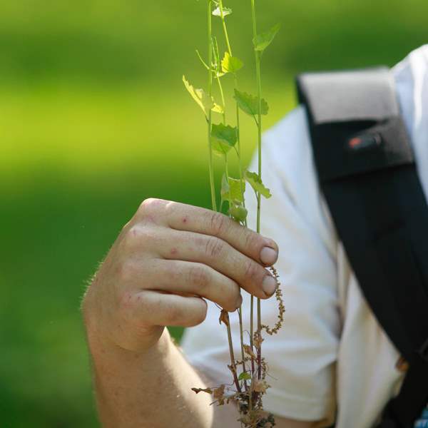 Todd-Crail-garlic-mustard-5-19