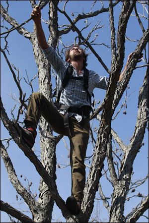 Ethan Welty, co-founder of the urban foraging website fallingfruit.org, climbs a tree looking for edible fruit, at a public park, in Boulder, Colo.