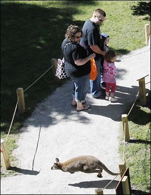 A wallaby jumps across the foot path during Friday's opening of the Wild Walkabout at the Toledo Zoo.