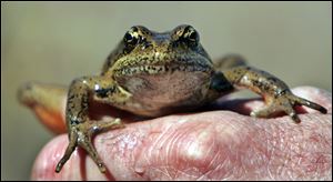 This April 19, 2005 file photo shows a red-legged frog being displayed for visitors after being captured by a Forest Service ecologist in a pond at the Mount St. Helens National Monument, Wash. A new study from the U.S. Geological Survey finds that frogs and other amphibians are disappearing from occupied sites nationwide at the rate of 3.7 percent a year. That puts them on a path to disappearing from half the occupied sites within 20 years. (AP Photo/Elaine Thompson)