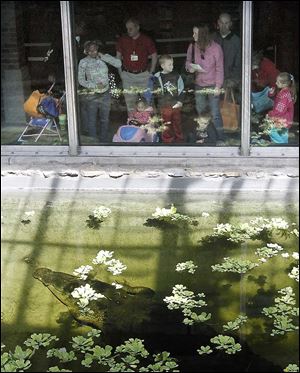 Members of the public get their first view of Baru, a 17-foot crocodile, during the public opening of the Wild Walkabout at the Toledo Zoo. 