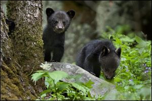 Black bear cubs wait for their mother while foraging for food near the Sugarland's Visitor Center in the Great Smoky Mountains National Park. 'Learn to travel, and you'll travel to learn,' says author Keith Bellows.