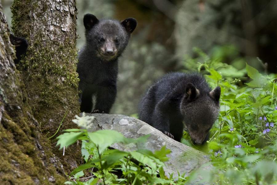 Black-bear-cubs