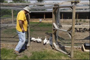 Bobby Olashuk tends to his 4-week-old turkeys.