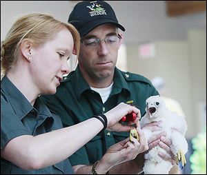 Jennifer Norris, wildlife biologist and the peregrine falcon coordinator for Ohio, bands a peregrine chick with Bob Ford, acting wildlife management supervisor. The aim is to monitor the long-time survivorship of peregrines in Ohio.