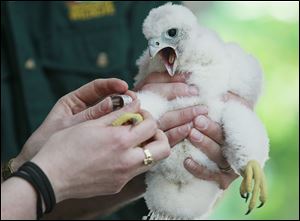 A female falcon chick, about three weeks old, receives a ban. Falcons have nested in the clock tower of the old portion of the Wood County Courthouse in Bowling Green since 2011.