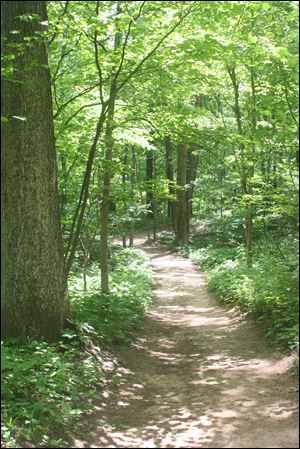 A trail in Oak Openings Preserve.