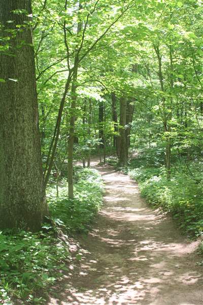 Oak-Openings-Preserve-trail