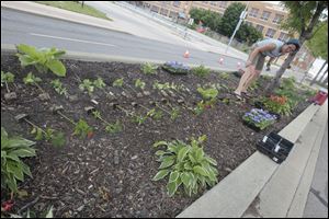 Ms. Billian lays out plants on a raised bed in the median of Monroe Street in the UpTown neighborhood.