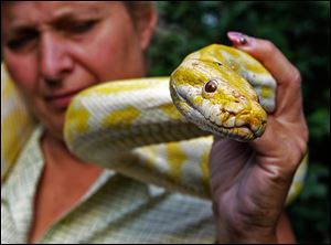 An albino Burmese python similar to this one has gone missing from the home of its South Toledo owner. The 18-month-old snake was last seen on June 16.