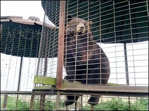 Maddie, a 12-year-old female black bear, hasn’t had much of a chance to run and play. A rescue group will change that when it takes her and 8 other Buckeye bears to its sanctuary in California.