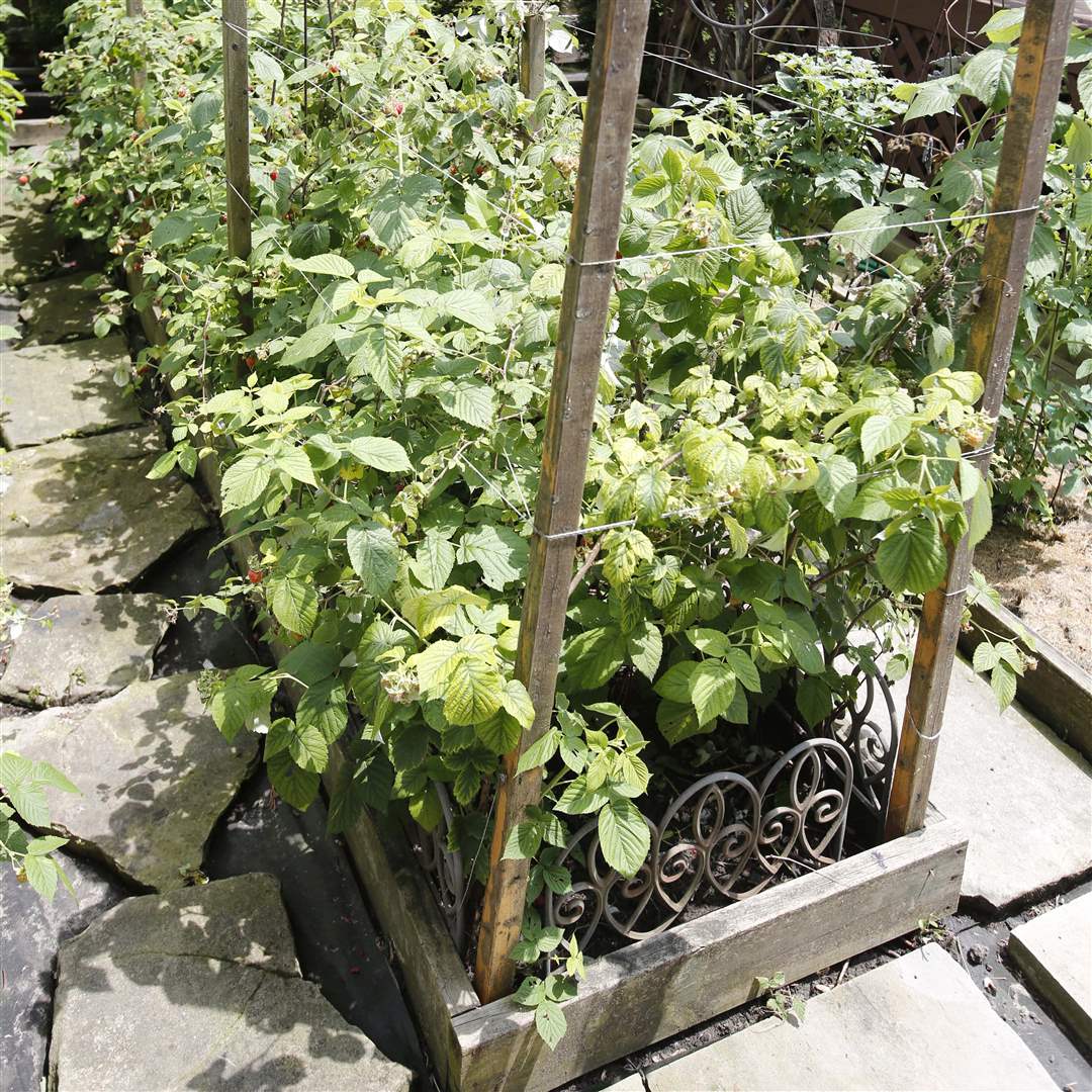 WIAR-Caribbean-raspberry-plants