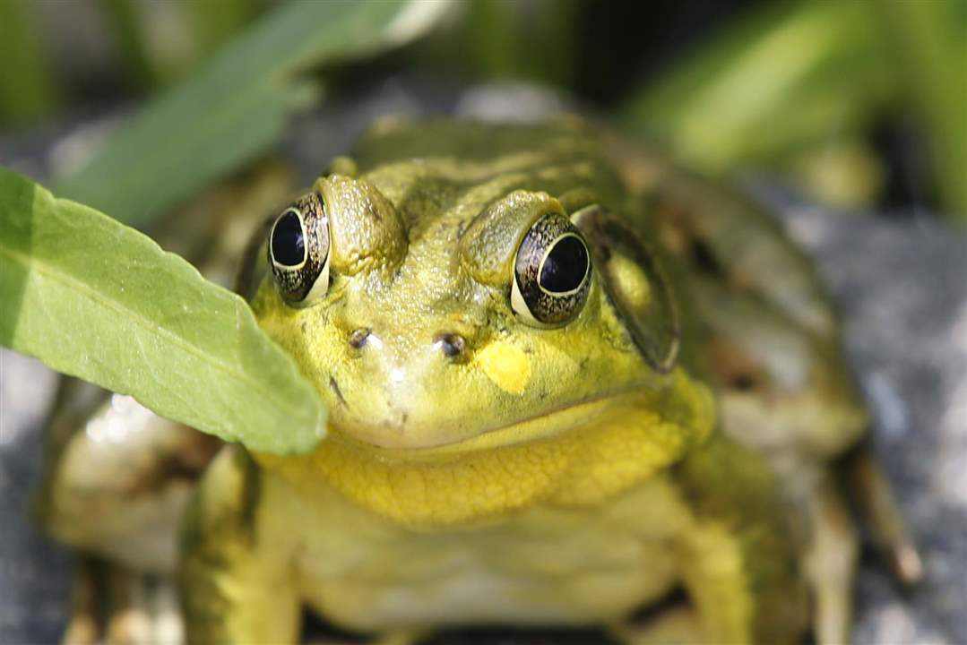 WIAR-Caribbean-frog