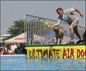 Cooper begins to take off for over 16 feet in chasing the toy thrown by owner Jim Wenberg, of Whitehouse, Ohio during the 2011 competition.